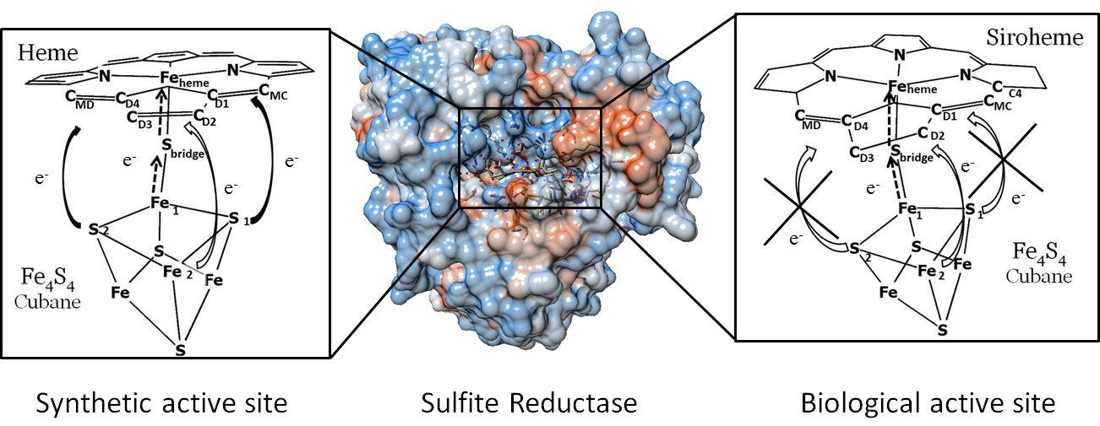 Heme versus siroheme active site: in the siroheme (biological) case the direct through-porphyrin electron routes are crossed out, leaving the cysteine-bridge route.