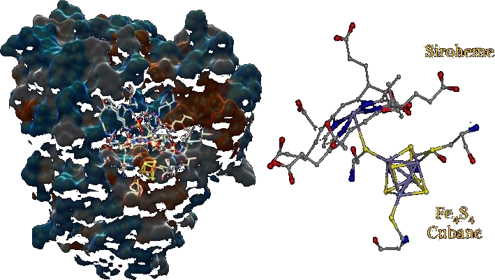 The sulfite reductase active site: siroheme bound through a cysteine to an Fe4S4 cubane.