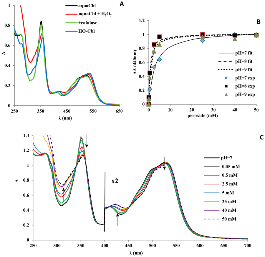 UV–vis spectra and reaction kinetics of the aquacobalamin–hydrogen peroxide adduct.