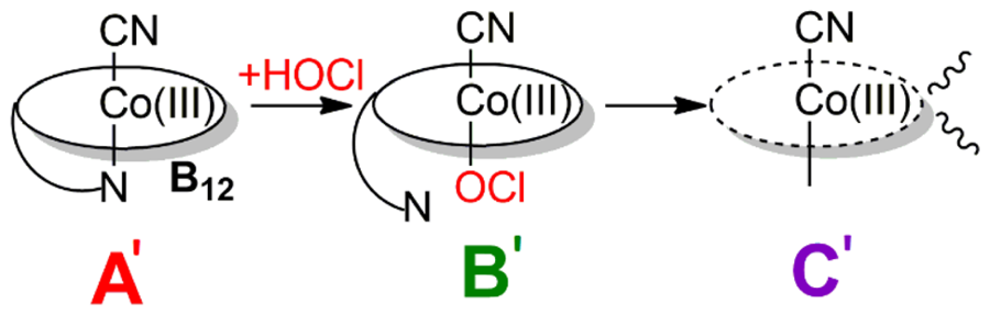 Reaction scheme of cyano- and aquacobalamin oxidised by hypochlorite.