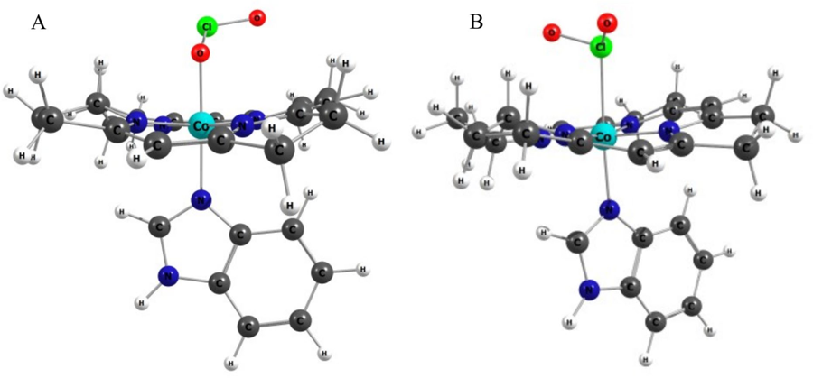 DFT-optimised structures of the chlorite adduct of aquacobalamin.