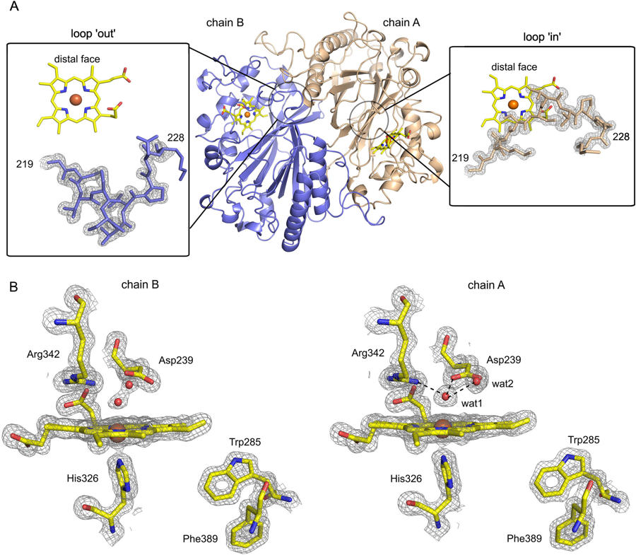 Heme peroxidase protein fold and active-site structures behind the ferryl intermediate.