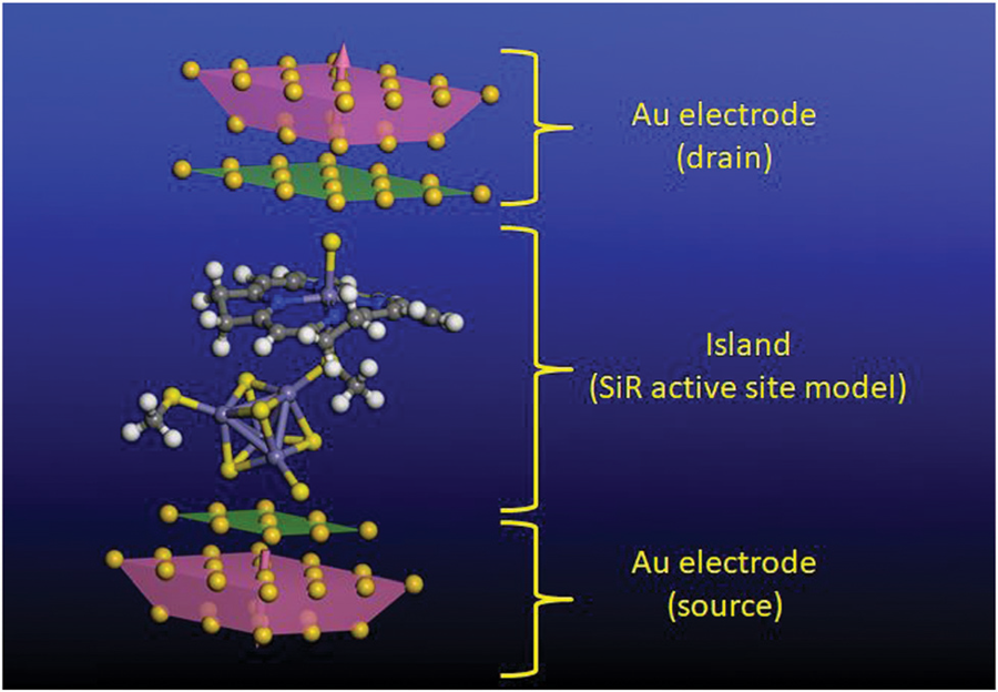 Electron-transport model with the siroheme active site as an island between two gold electrodes.